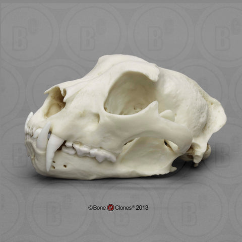 Cat Skull (Snow Leopard - male) Cast Replica - Uncia uncia #BC-056