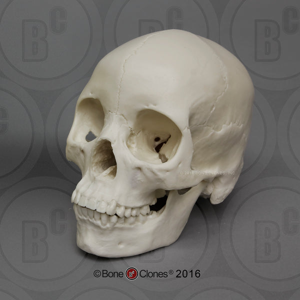 Human Skull (Asian female) Economy Cast Replica - Homo sapiens #BC-059E