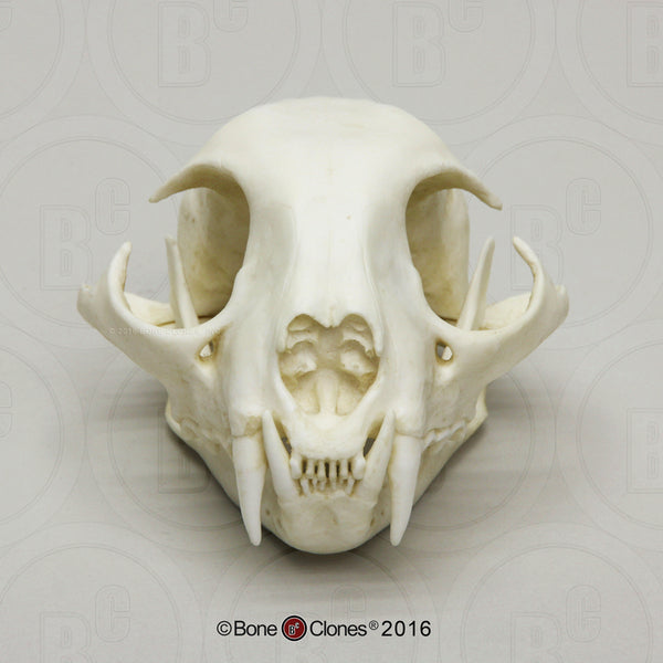 Cat Skull (Bobcat) Economy Cast Replica - Lynx rufus #BC-146E