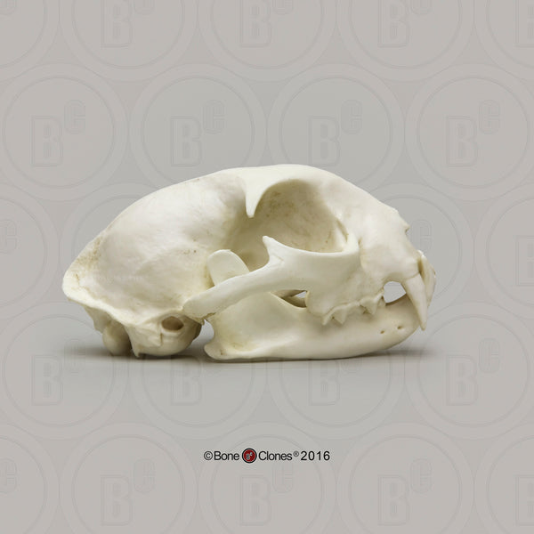 Cat Skull (Bobcat) Economy Cast Replica - Lynx rufus #BC-146E