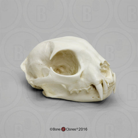 Cat Skull (Bobcat) Economy Cast Replica - Lynx rufus #BC-146E
