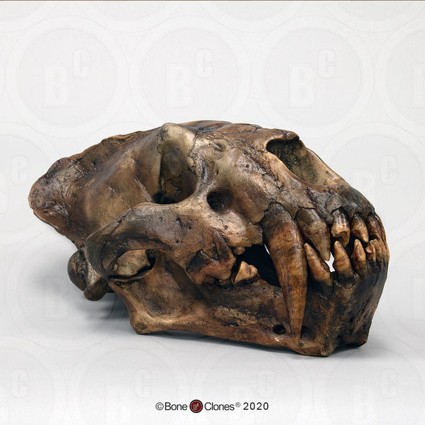 Cat Skull (Sabertooth Cat) Cast Replica - Xenosmilus hodsonae #BC-113