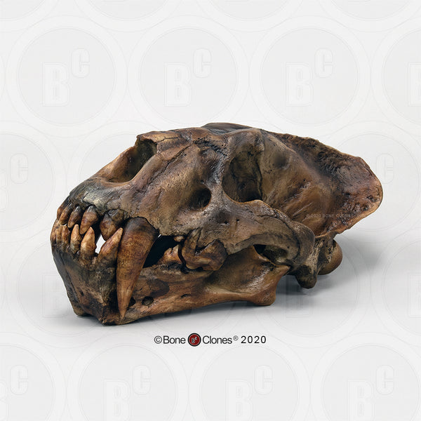 Cat Skull (Sabertooth Cat) Cast Replica - Xenosmilus hodsonae #BC-113