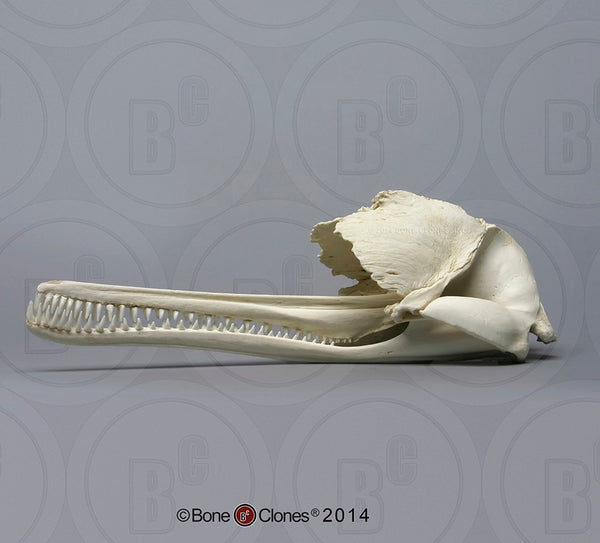Dolphin Skull (Ganges River Dolphin) Cast Replica - Platanista gangetica #BC-184