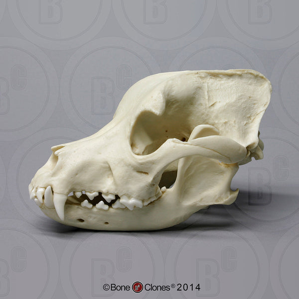 Dog Skull (Pit Bull) Cast Replica - Canis familiaris #BC-186