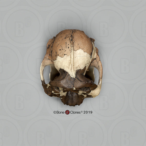 Paranthropus boisei (OH 5) Cast Replica Skull with Jaw #BH-015-C