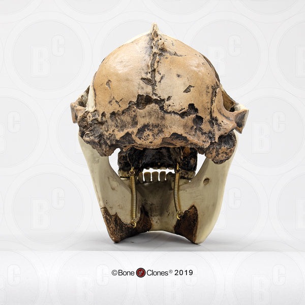 Paranthropus boisei (OH 5) Cast Replica Skull with Jaw #BH-015-C