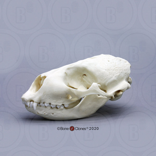 Seal Skull (Harbor Seal) Cast Replica - Phoca vitulina #BC-085