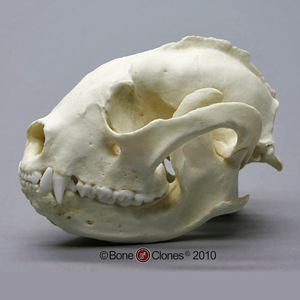 Red Panda Skull (Himalayan Red Panda) Cast Replica - Ailurus fulgens #BC-086