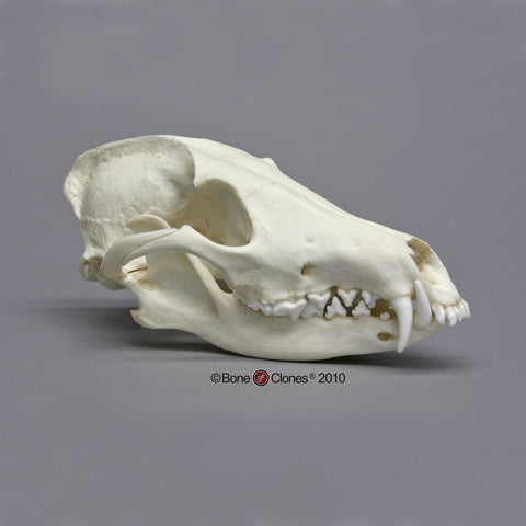Maned Wolf Skull Cast Replica - Chrysocyon brachyurus #BC-024