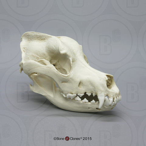 Dog Skull (Great Dane) Cast Replica - Canis familiaris #BC-022
