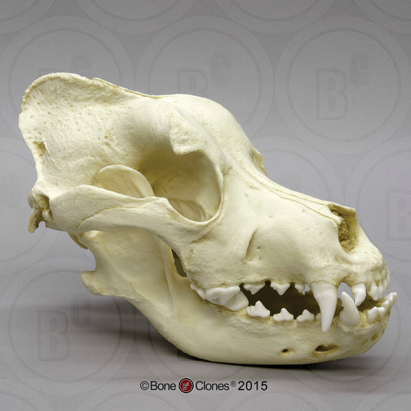 Dog Skull (Saint Bernard) Cast Replica - Canis familiaris #BC-023