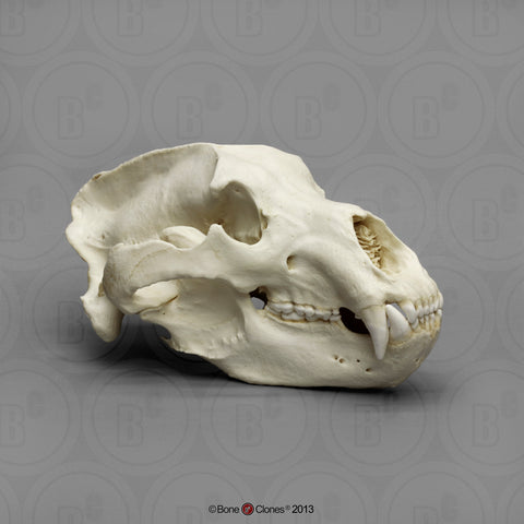 Bear Skull (Kodiak Grizzly) XL Cast Replica - Ursus arctos middendorffi #BC-021