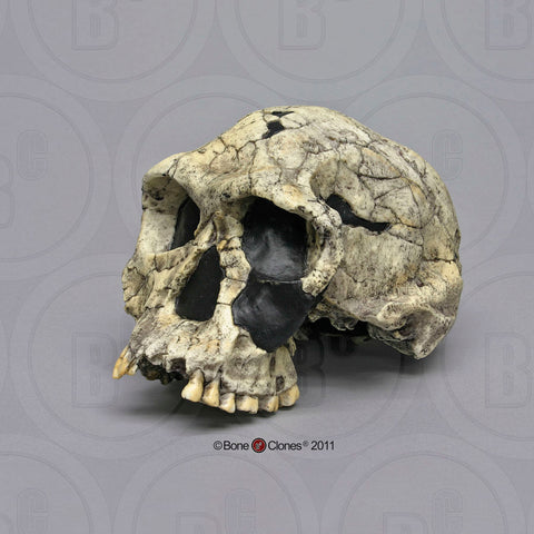 Homo habilis (KNM-ER 1813) Cast Replica Skull #BH-002