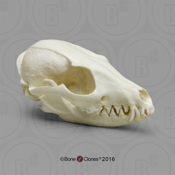 Fox Skull (Gray Fox) Cast Replica - Urocyon cinereoargenteus #BC-144E
