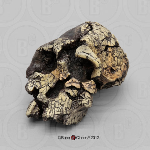 Kenyanthropus platyops (KNM-WT-40000) Cast Replica Skull #BH-020