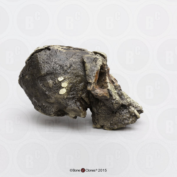 Kenyanthropus platyops (KNM-WT-40000) Cast Replica Skull #BH-020