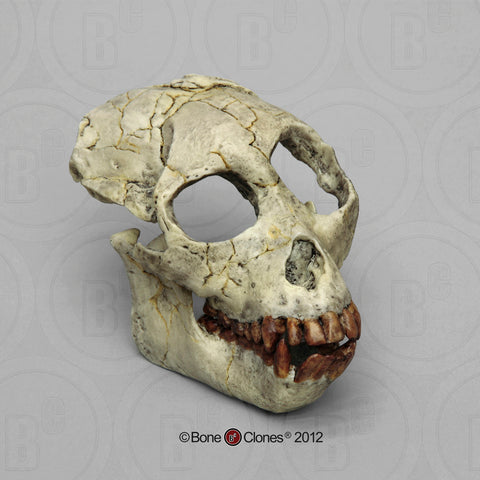 Proconsul africanus Cast Replica Skull #BH-023