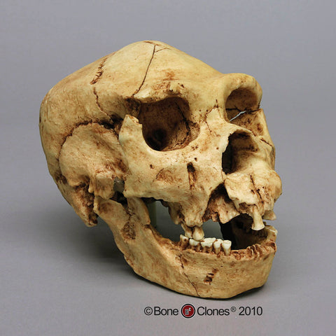 Homo heidelbergensis (Atapuerca 5 - AKA Homo antecessor) Cast Replica Skull #BH-022