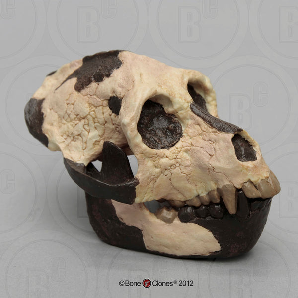 Aegyptopithecus zeuxis Cast Replica Skull #BH-025