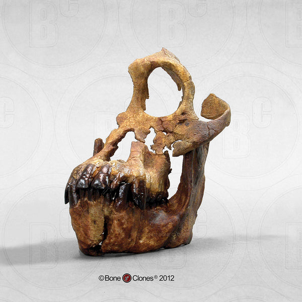 Sivapithecus indicus Cast Replica Skull #BH-024