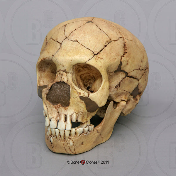 Homo neanderthalensis (Neanderthal - Teshik-Tash Child) Cast Replica Skull #BH-027