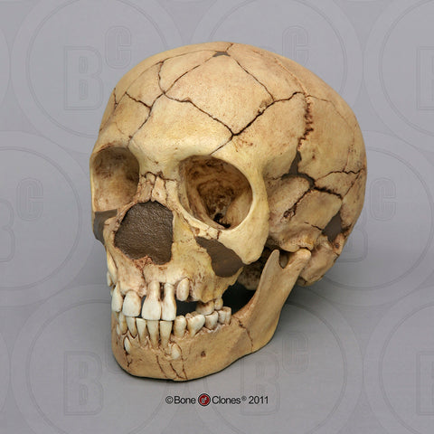 Homo neanderthalensis (Neanderthal - Teshik-Tash Child) Cast Replica Skull #BH-027