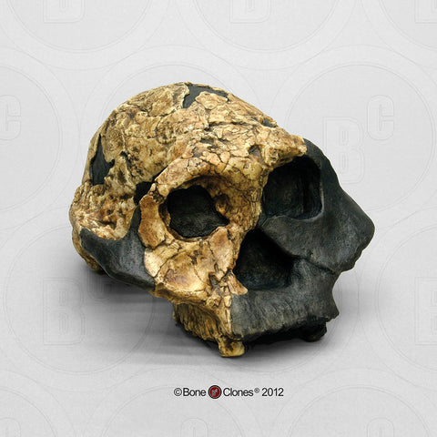 Paranthropus boisei (KNM-ER 732) Female Cast Replica Skull #BH-026