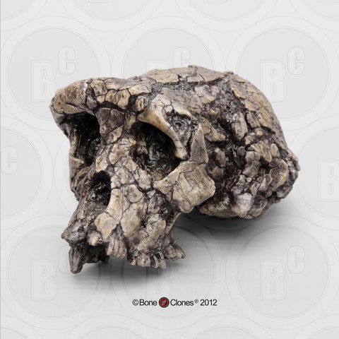 Sahelanthropus tchadensis Cast Replica Skull #BH-029