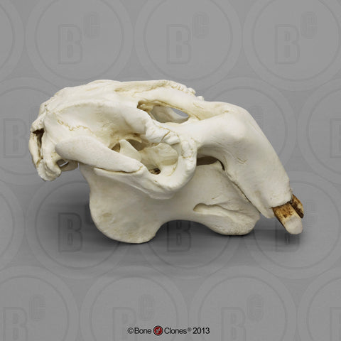 Dugong Skull Cast Replica - Dugong dugon #BC-097