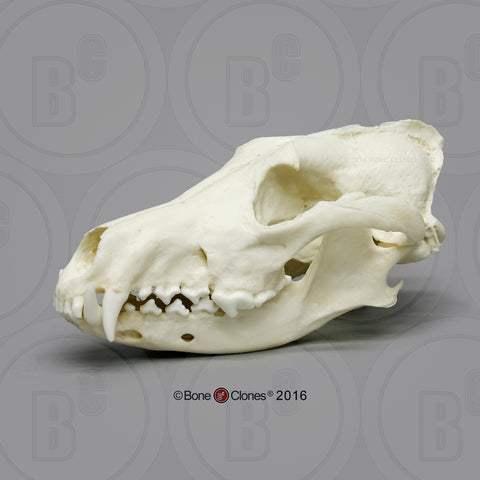 Wolf Skull (Red Wolf) Cast Replica - Canis rufus #BC-147