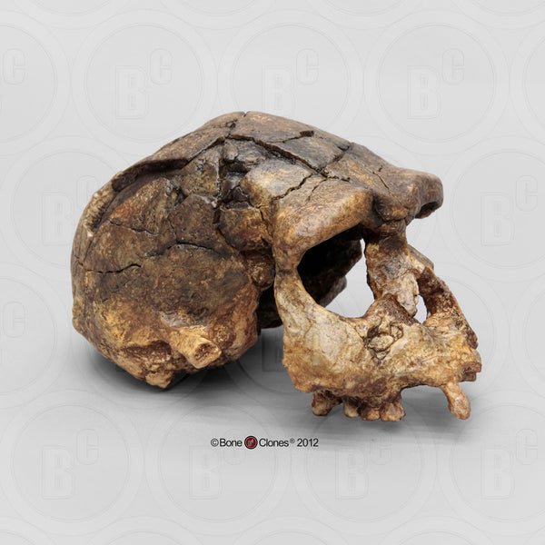Homo erectus (Sangiran 17) Cast Replica Skull #BH-018