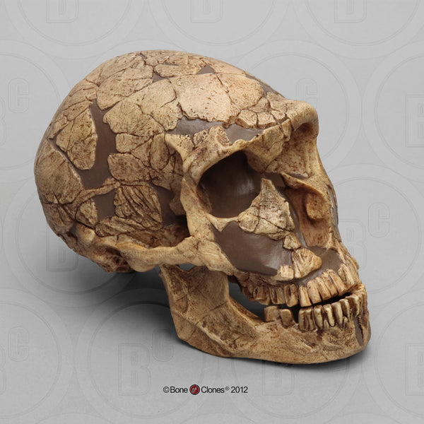 Homo neanderthalensis (Neanderthal - La Ferrassie 1) Cast Replica Skull #BH-019