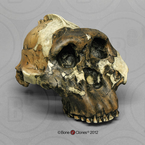 Paranthropus boisei (OH 5) Cast Replica Skull #BH-015