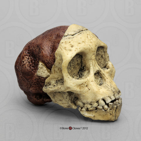 Australopithecus africanus ("Taung Child") Cast Replica Skull #BH-016