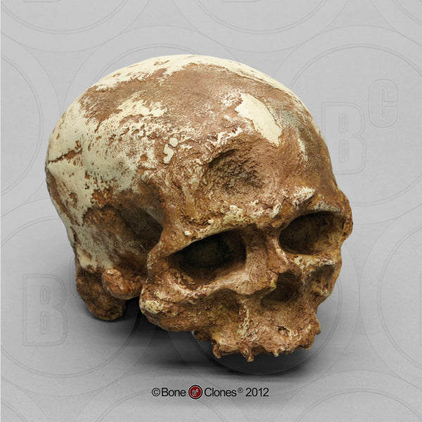 Homo sapiens (Cro-Magnon 1) Cast Replica Skull #BH-017