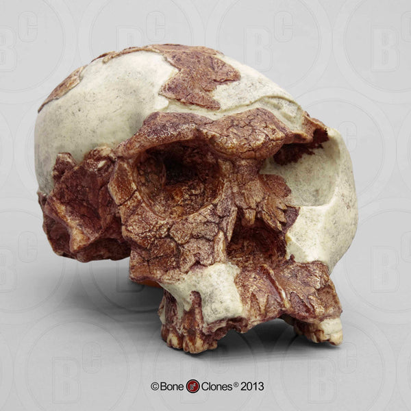 Homo habilis (OH 24) Cast Replica Skull #BH-010