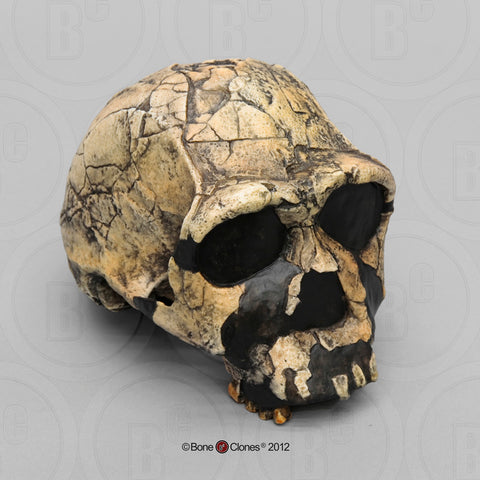 Homo ergaster (KNM-ER 3733) Cast Replica Skull #BH-011
