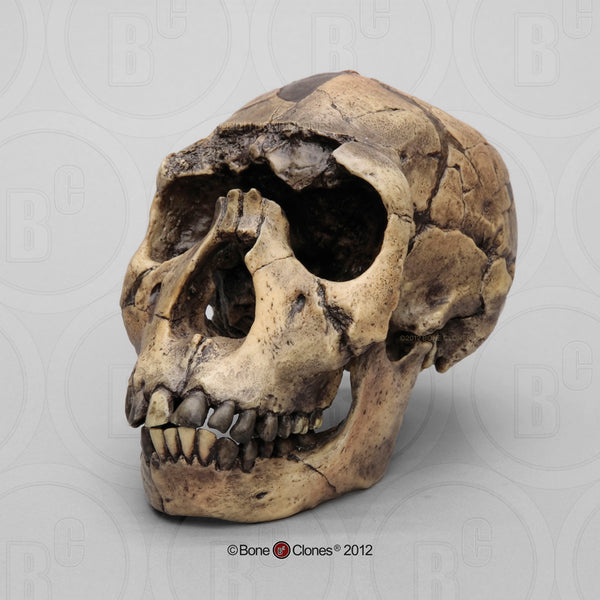 Homo ergaster ("Nariokotome Boy" - KNM-WT 15000) Cast Replica Skull #BH-012