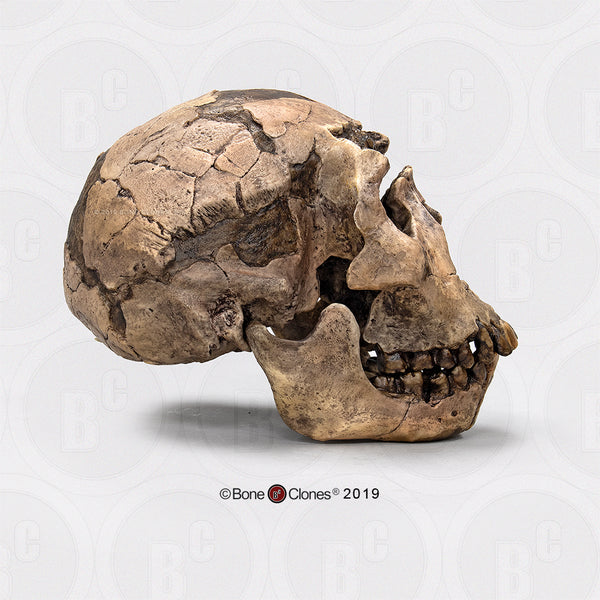 Homo ergaster ("Nariokotome Boy" - KNM-WT 15000) Cast Replica Skull #BH-012