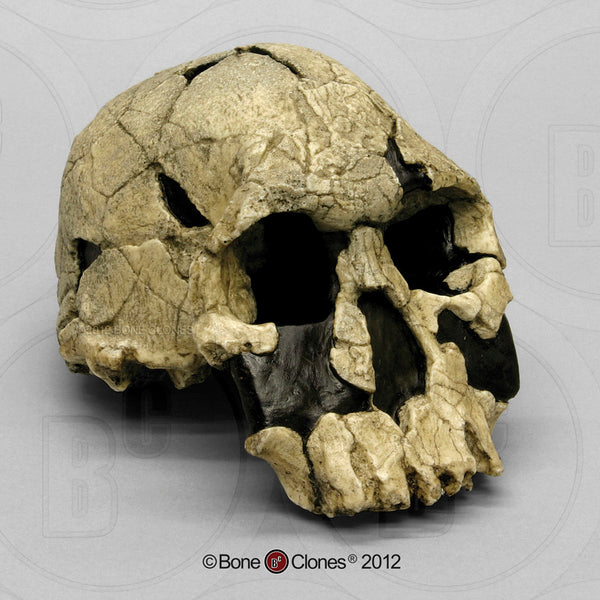 Homo rudolfensis (KNM-ER 1470) Cast Replica Skull #BH-013