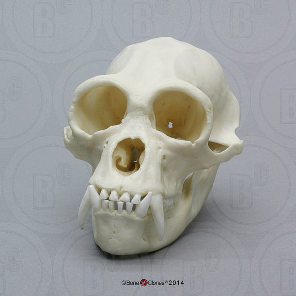 Siamang Skull (male) Cast Replica - Symphalangus syndactylus #BC-290