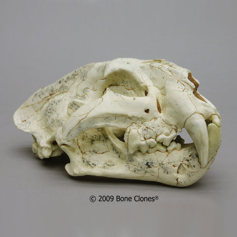 Cat Skull (Longdan Tiger) Cast Replica - Panthera zdanskyi #BC-294