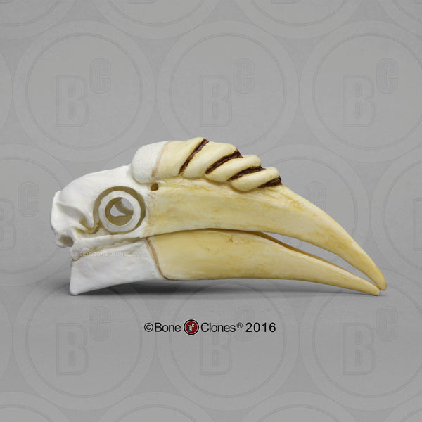 Hornbill Skull (Wreathed Hornbill) Cast Replica - Aceros undulatus #BC-174