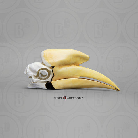 Hornbill Skull (Black Hornbill) Cast Replica - Anthracoceros malayanus #BC-175