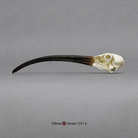 Ibis Skull (Scarlet Ibis) Cast Replica - Eudocimus ruber #BC-176