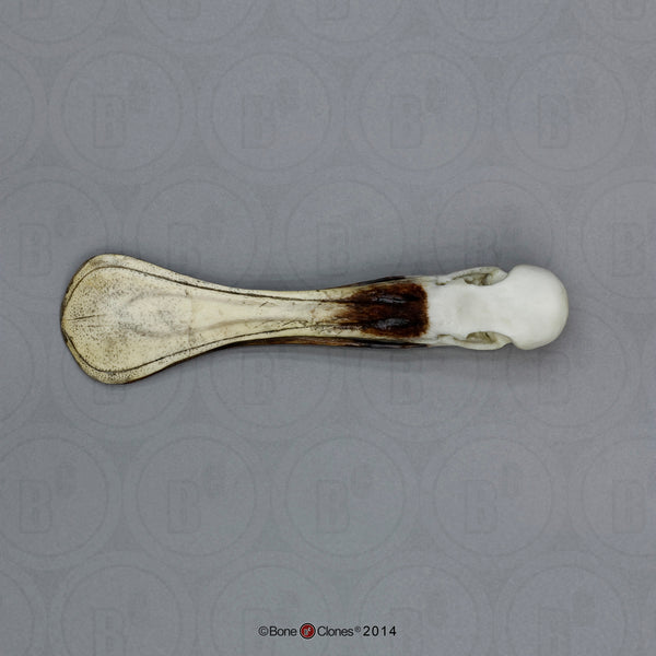 Spoonbill Skull (Roseate Spoonbill) Cast Replica - Platalea ajaja #BC-177