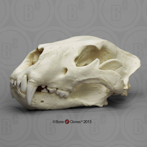 Cat Skull (American Lion) Antique Finish Cast Replica - Panthera atrox #BC-019A