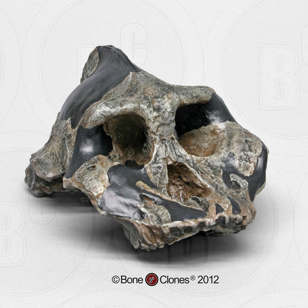Paranthropus aethiopicus (KNM-WT 17000) Cast Replica Skull #BH-008
