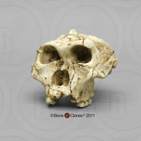 Paranthropus robustus (SK-48) Cast Replica Skull #BH-003